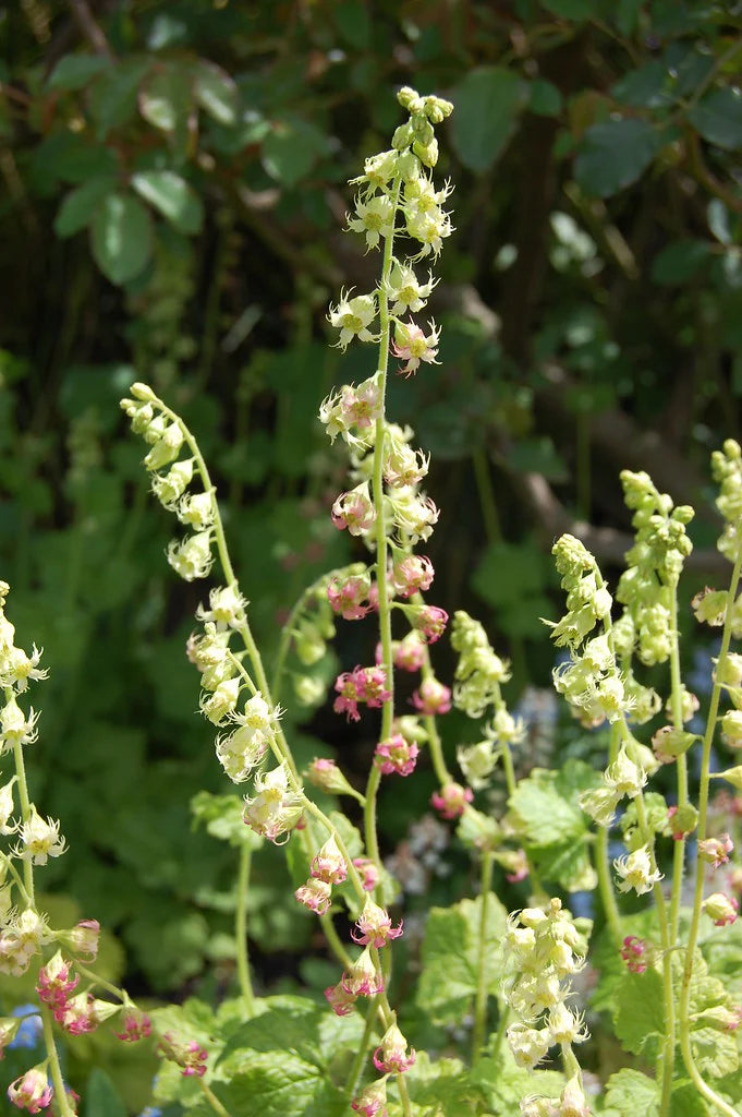 Fringe Cup (Tellima grandiflora)