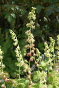 Fringe Cup (Tellima grandiflora)