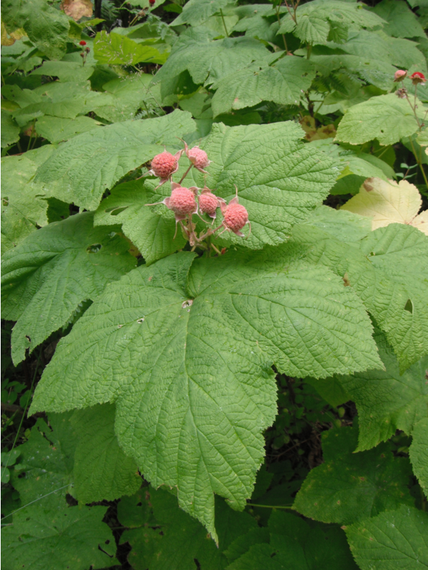 Thimbleberry (Rubus parviflorus)