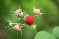 Thimbleberry (Rubus parviflorus)