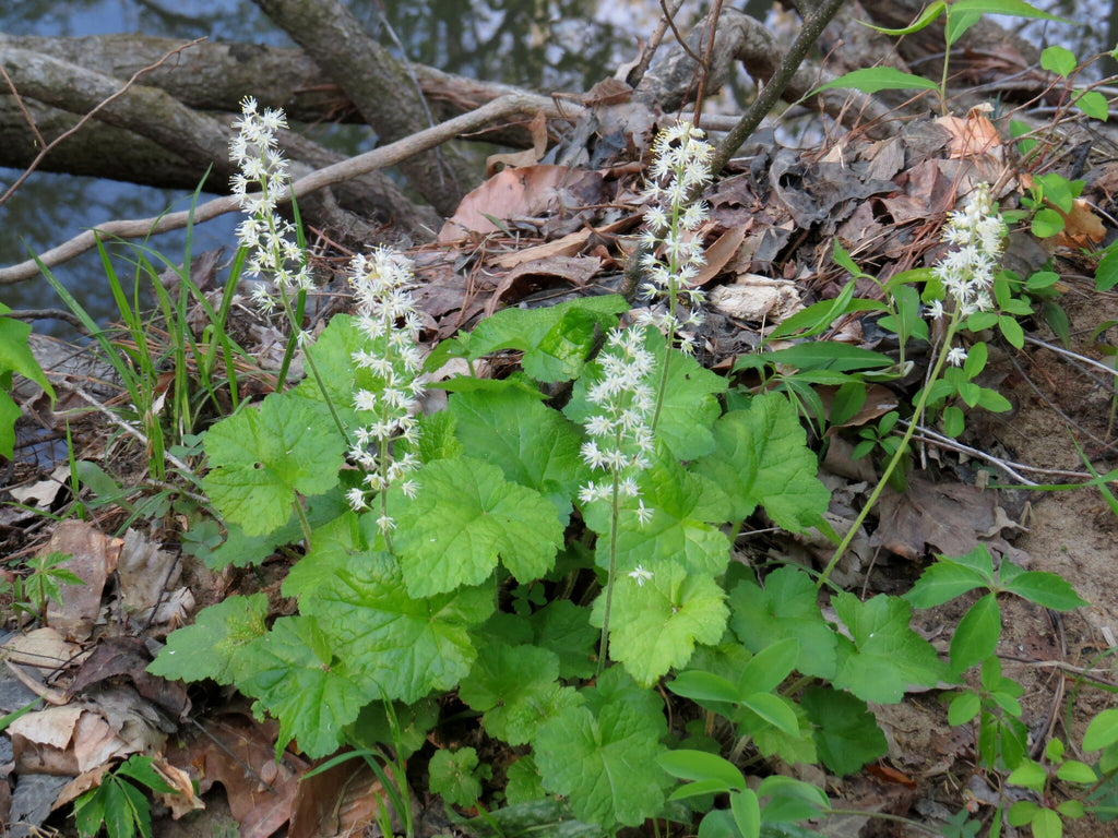 Three Leaf Foamflower (Tiarella cordifolia)