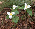 Western Trillium (Trillium ovatum)