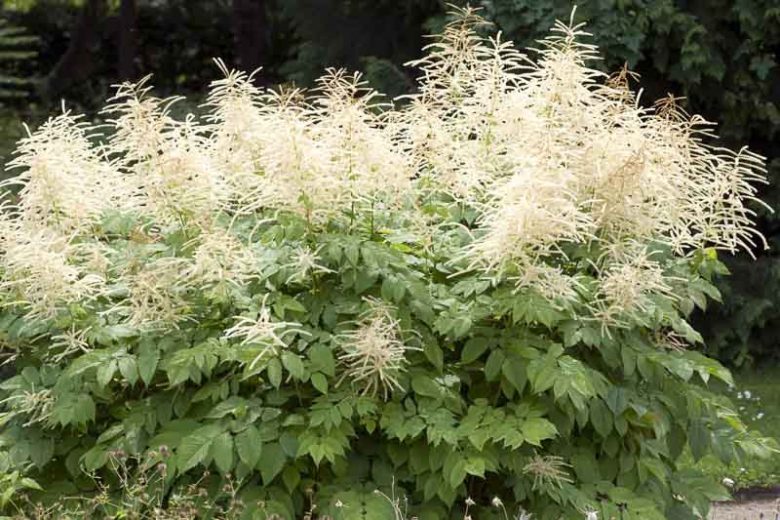 Goatsbeard (Aruncus dioicus)