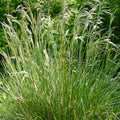 Tufted Hairgrass (Deschampsia cespitosa)