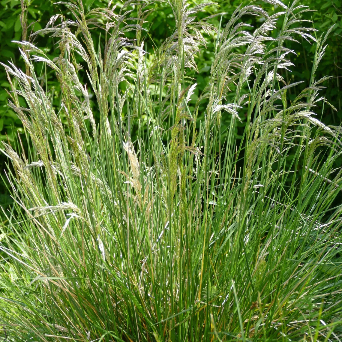 Tufted Hairgrass (Deschampsia cespitosa)