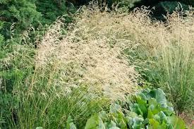 Tufted Hairgrass (Deschampsia cespitosa)