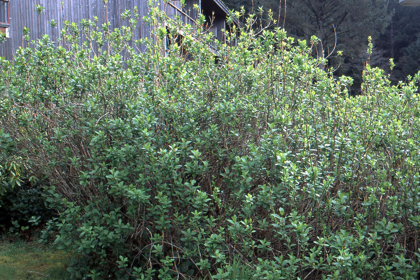 Twinberry Honeysuckle (Lonicera involucrata)