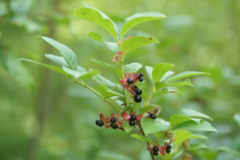 Twinberry Honeysuckle (Lonicera involucrata)
