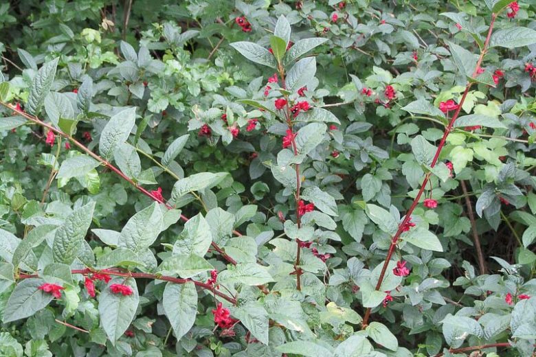 Twinberry Honeysuckle (Lonicera involucrata)