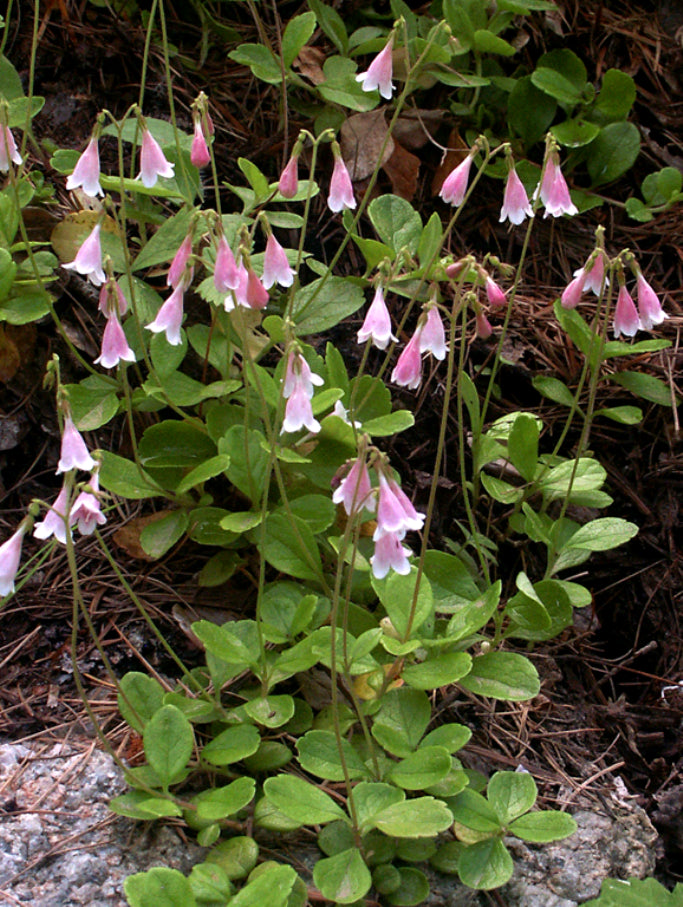 Twinflower (Linnaea borealis)