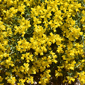 Vancouver Gold Woadwaxen (Genista pilosa)