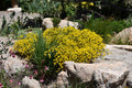 Vancouver Gold Woadwaxen (Genista pilosa)