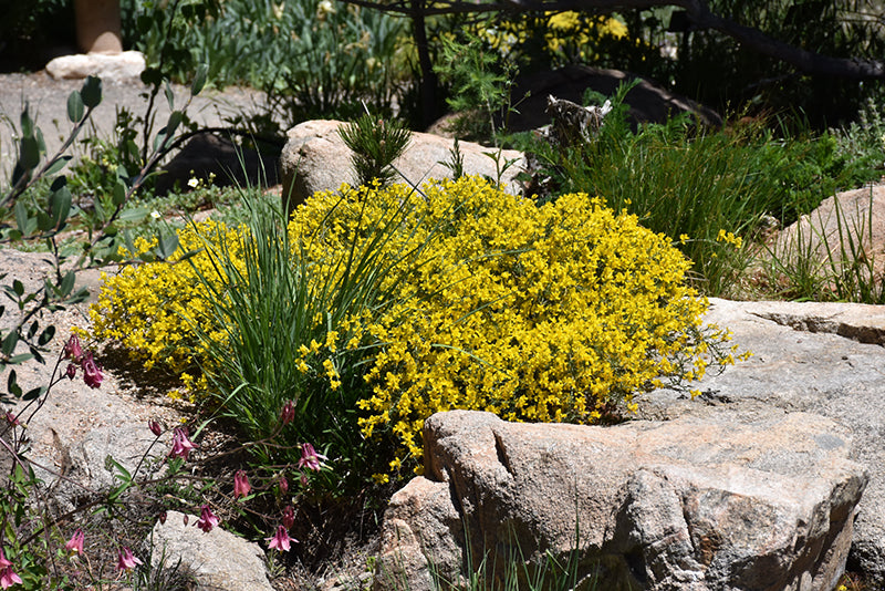 Vancouver Gold Woadwaxen (Genista pilosa)