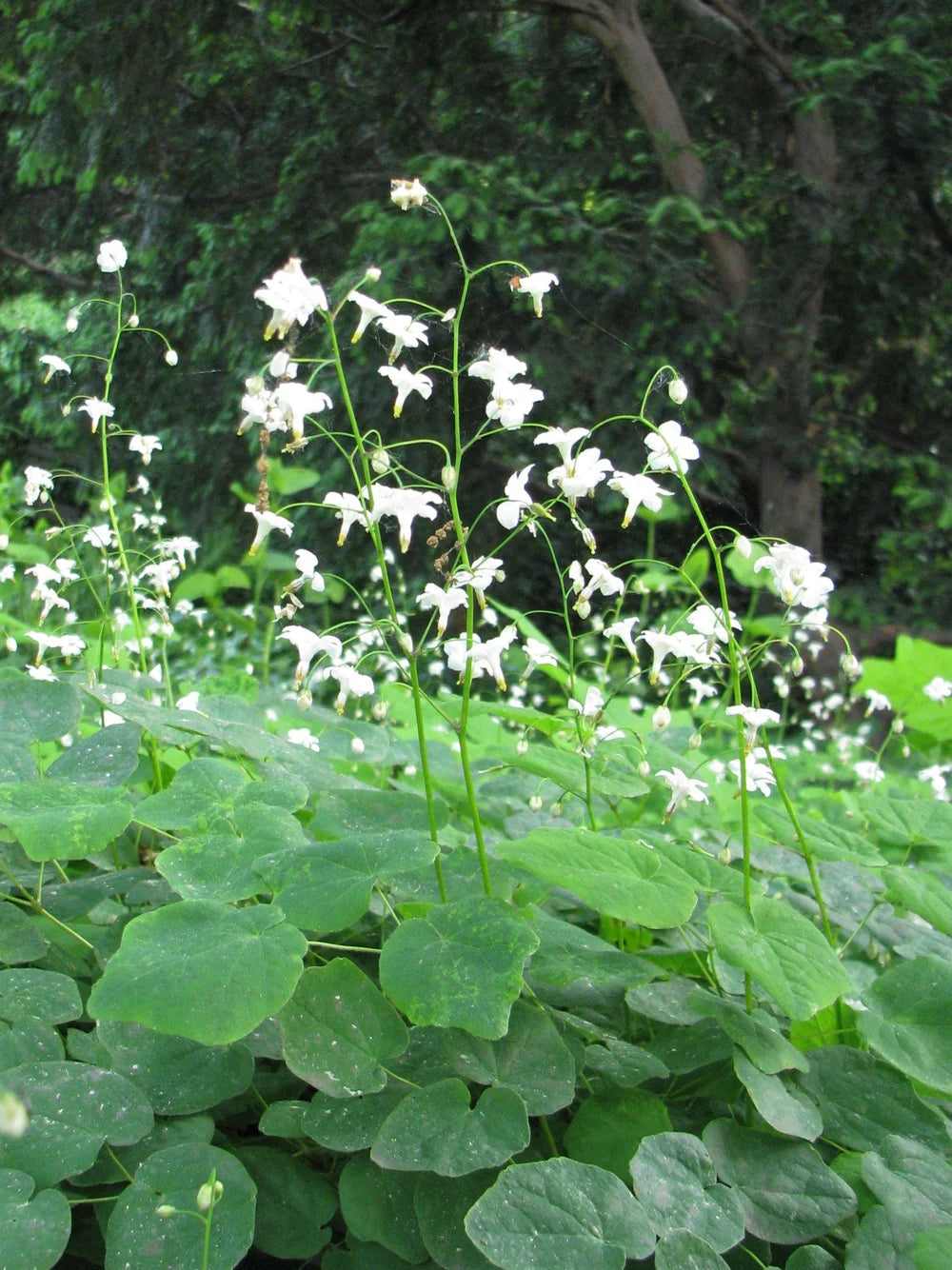 Inside-Out-Flower (Vancouveria hexandra)