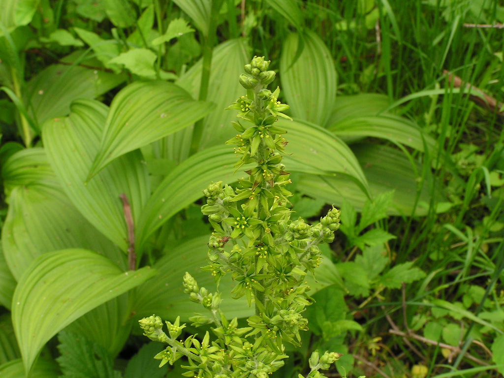 False Hellebore (Veratrum viride)