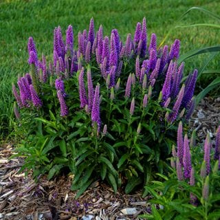 Veronica (Veronica spp.)