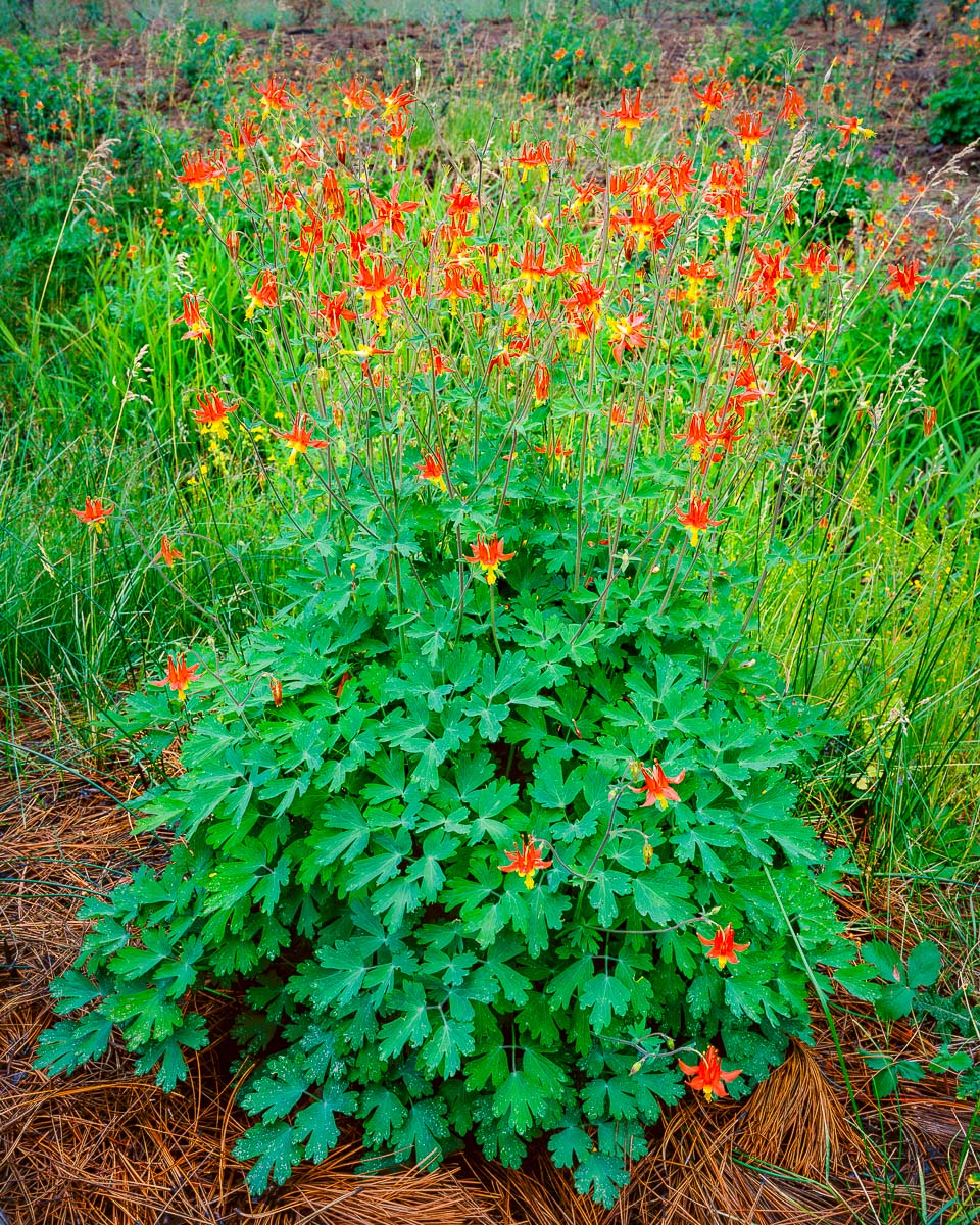 Red Columbine (Aquilegia Formosa)
