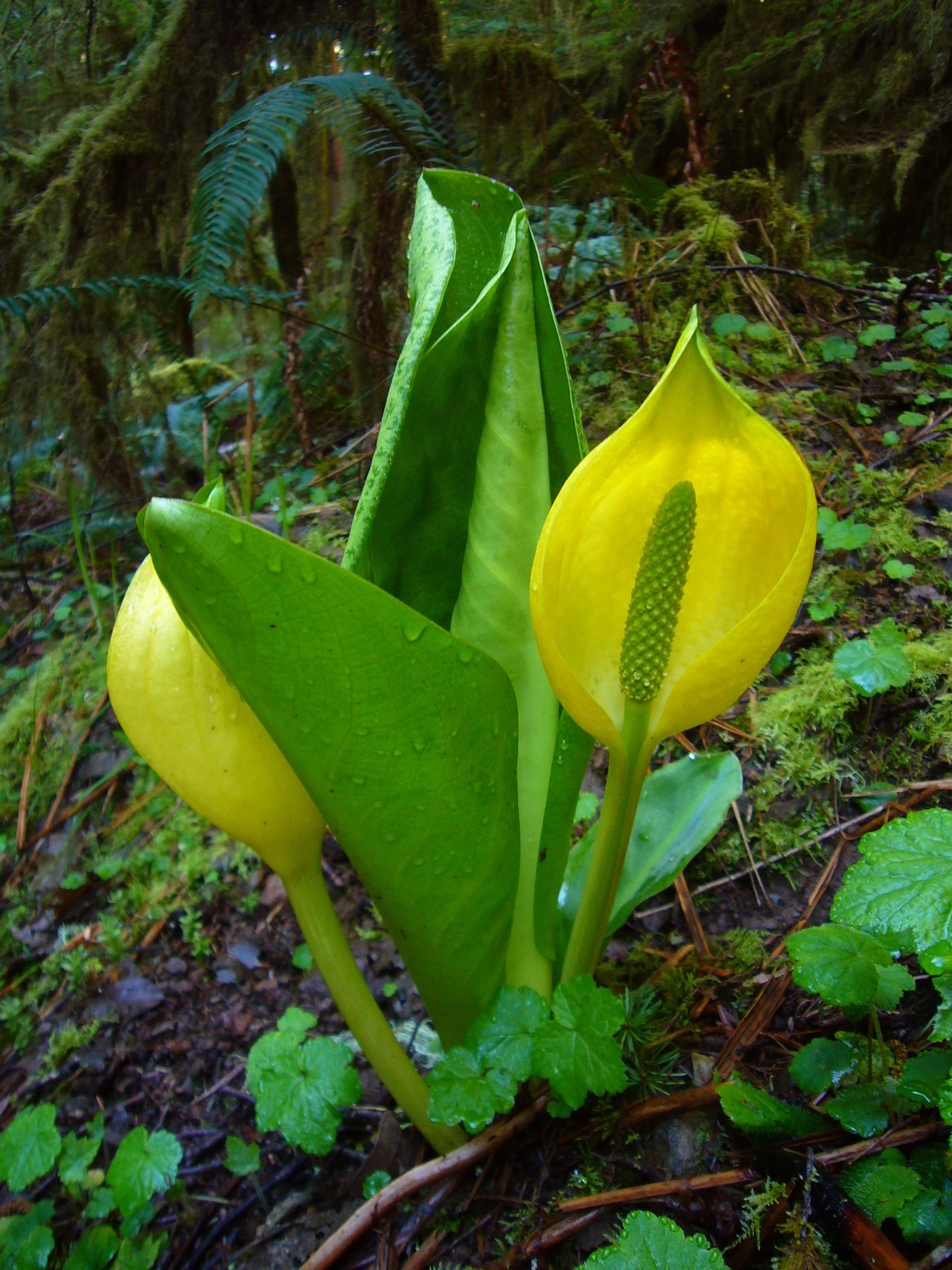 Western Skunk Cabbage (Lysichiton americanus)