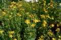 Western St. John's-wort (Hypericum scouleri)