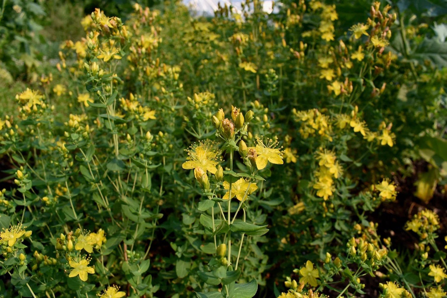 Western St. John's-wort (Hypericum scouleri)