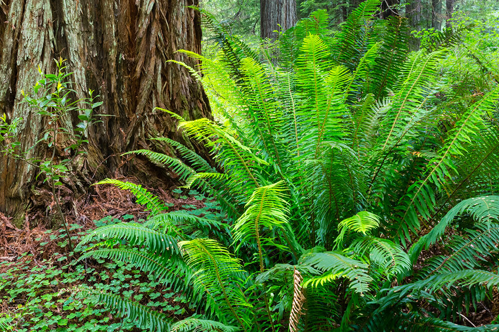 Western Sword Fern (Polystichum munitum)