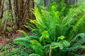 Western Sword Fern (Polystichum munitum)