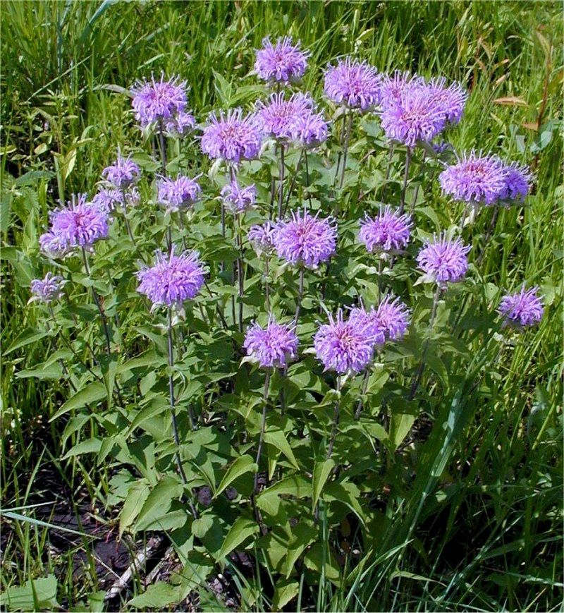 Wild Bergamot aka 'Bee Balm' (Monarda fistulosa)