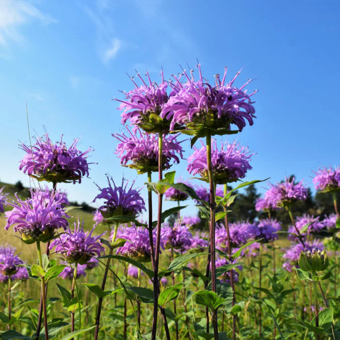 Wild Bergamot aka 'Bee Balm' (Monarda fistulosa)