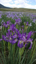 Wild Iris (Iris tenax)