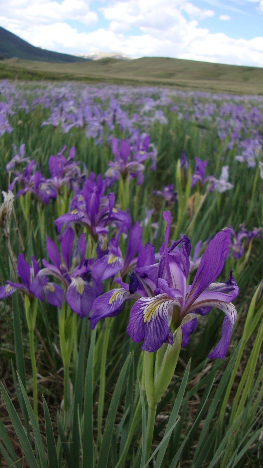 Wild Iris (Iris tenax)