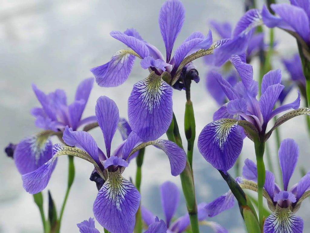 Wild Iris (Iris tenax)