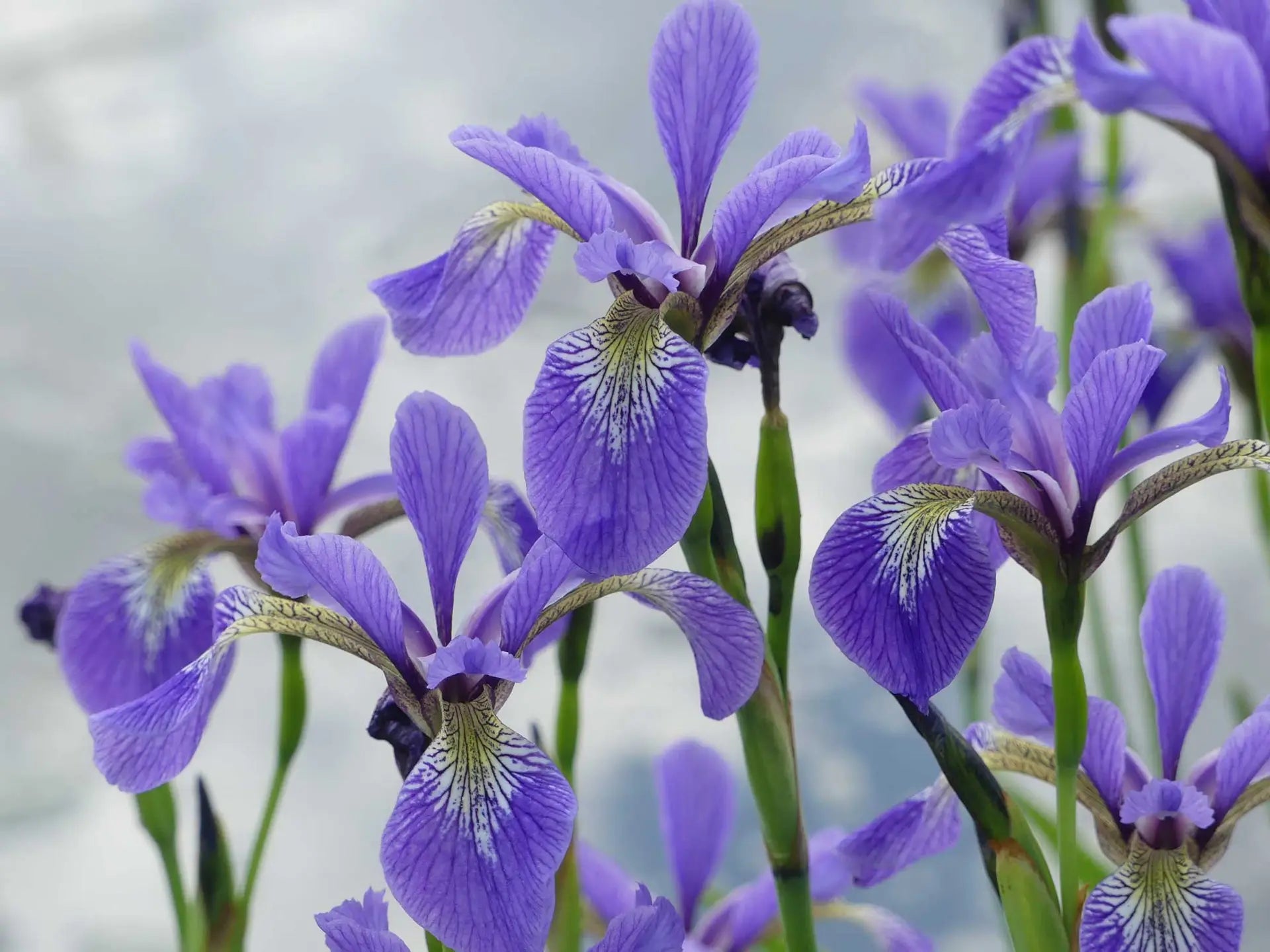 Wild Iris (Iris tenax)