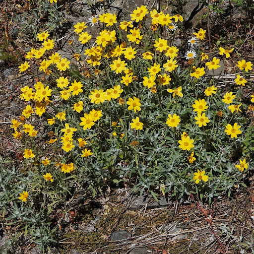 Woolly Sunflower (Eriophyllum lanatum)