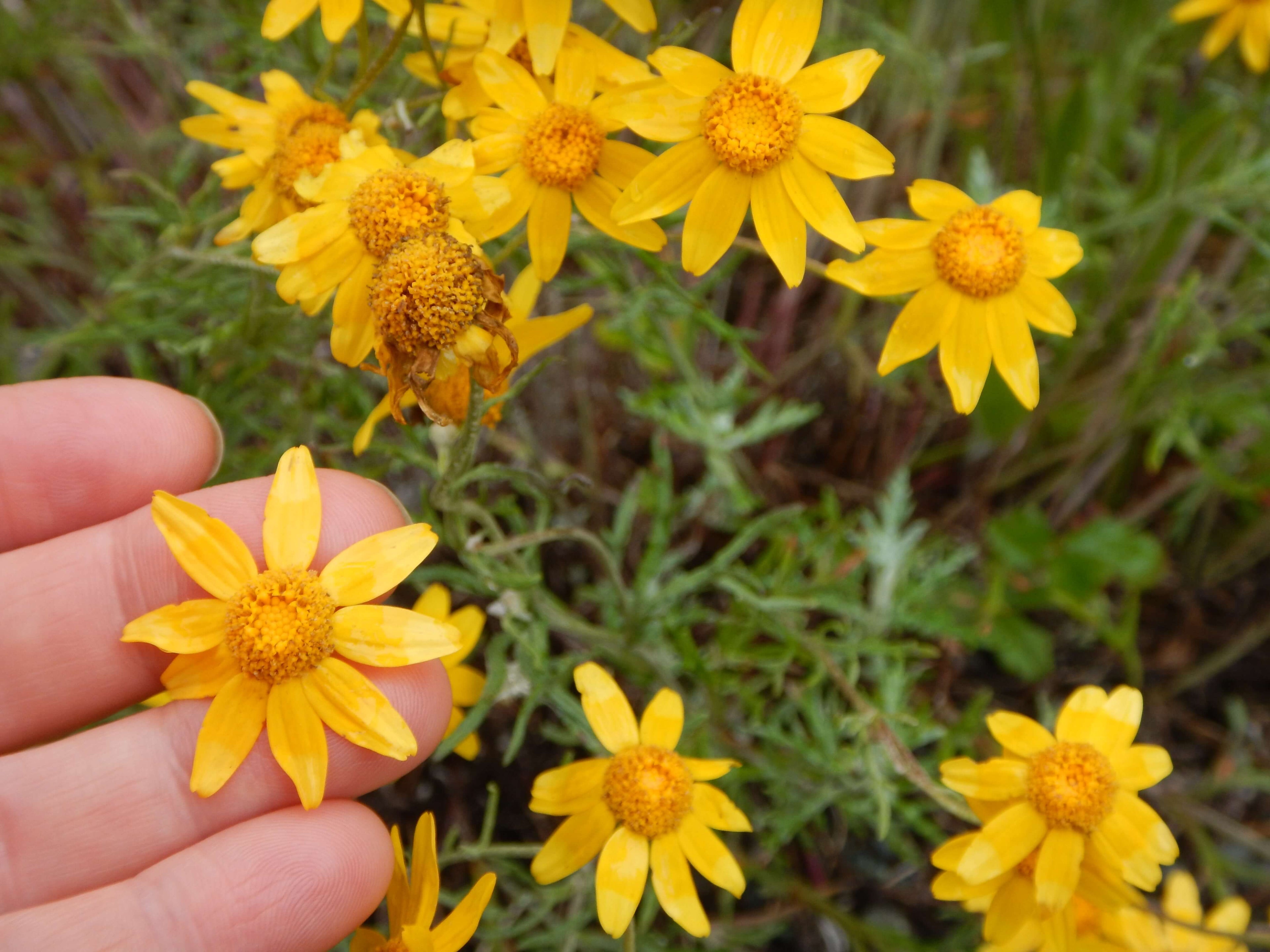 Woolly Sunflower (Eriophyllum lanatum)