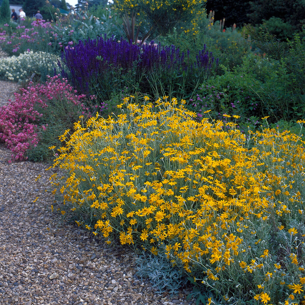 Woolly Sunflower (Eriophyllum lanatum)
