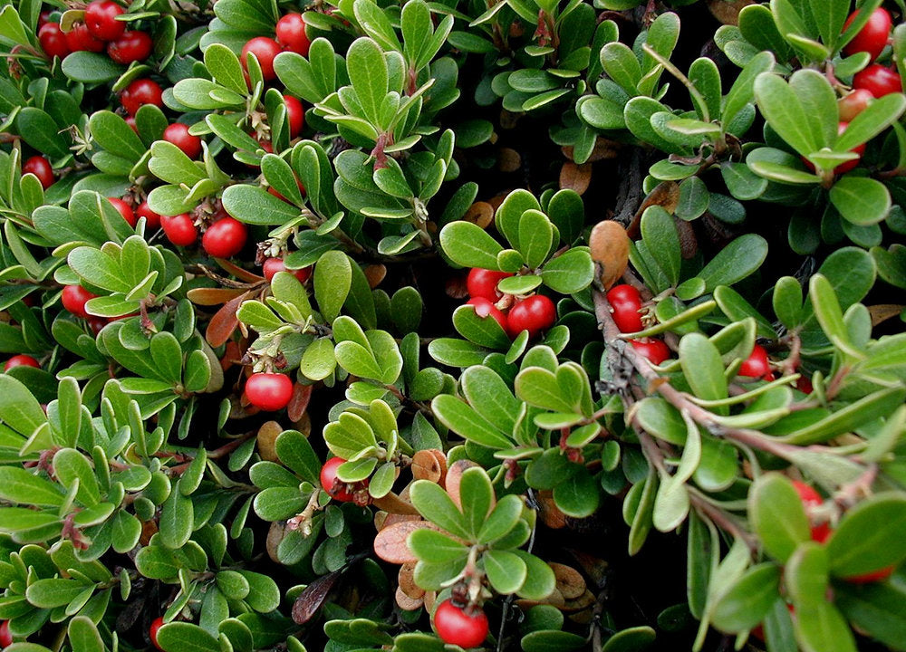 Kinnikinnick aka 'Bearberry'