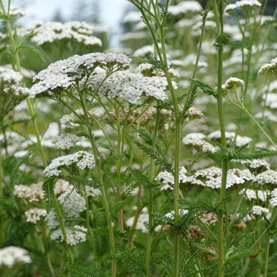 Western Yarrow (Achillea millefolium occidentalis)