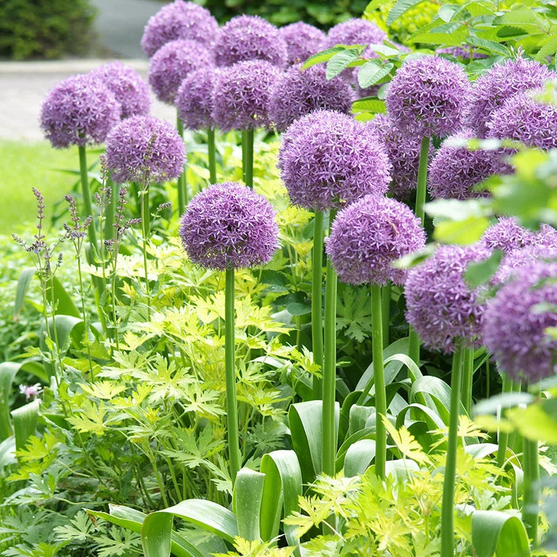 Onion, Chives, Garlic (Allium spp)