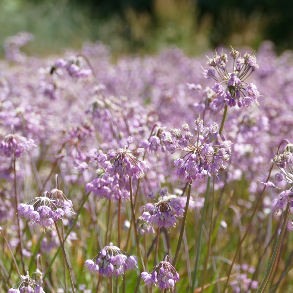 Nodding Onion (Allium cernuum)