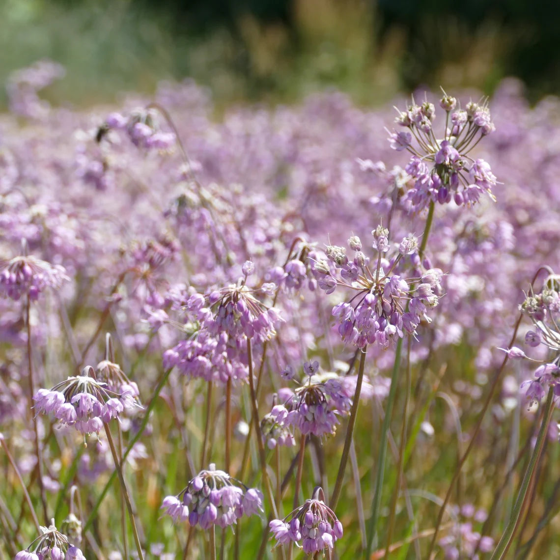Nodding Onion (Allium cernuum)