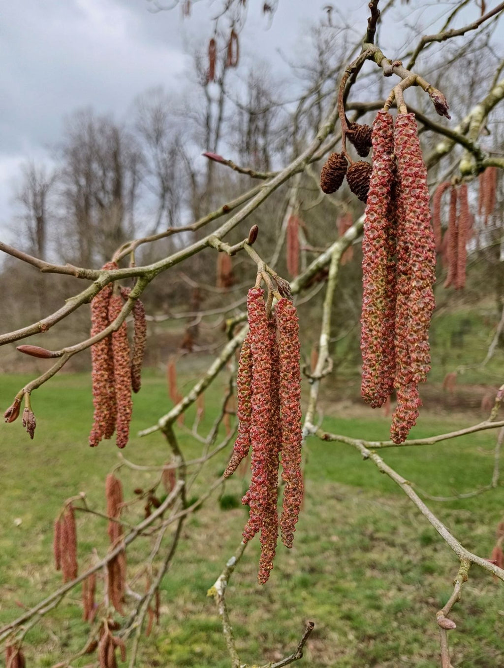 Red Alder (Alnus rubra)