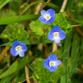 American Speedwell (Veronica americana)