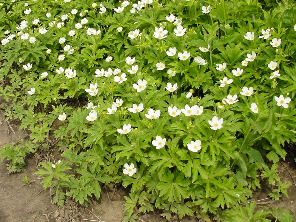 Canada Anemone (Anemone canadensis)
