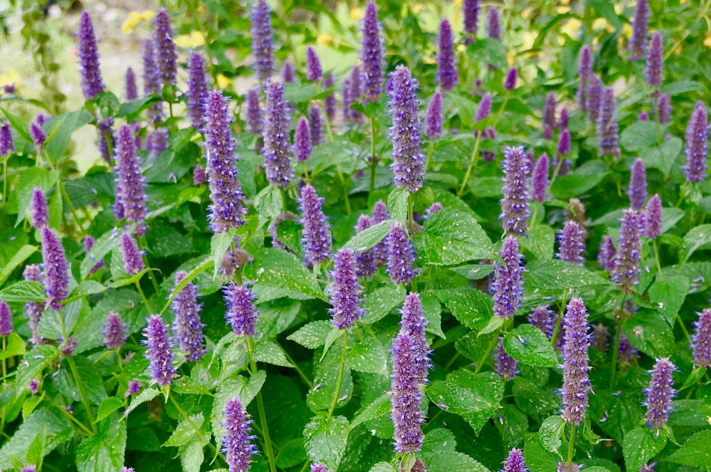 Anise Hyssop (Agastache foeniculum)