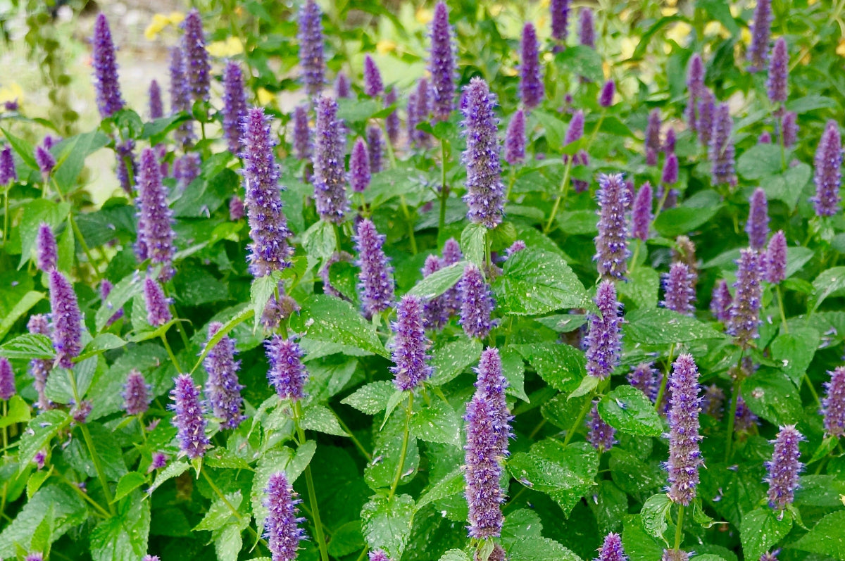 Anise Hyssop (Agastache foeniculum)