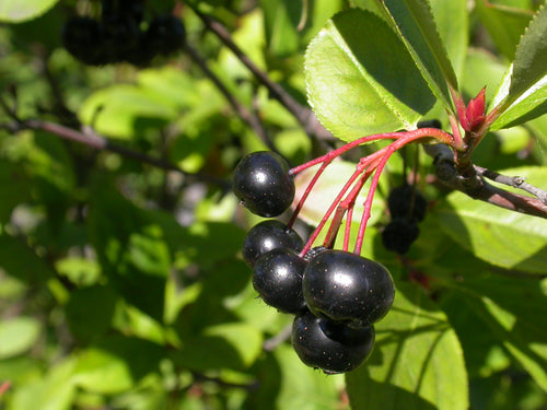 Chokeberry (Aronia melanocarpa)