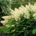 Goatsbeard (Aruncus dioicus)