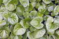 Wild Ginger (Asarum caudatum)