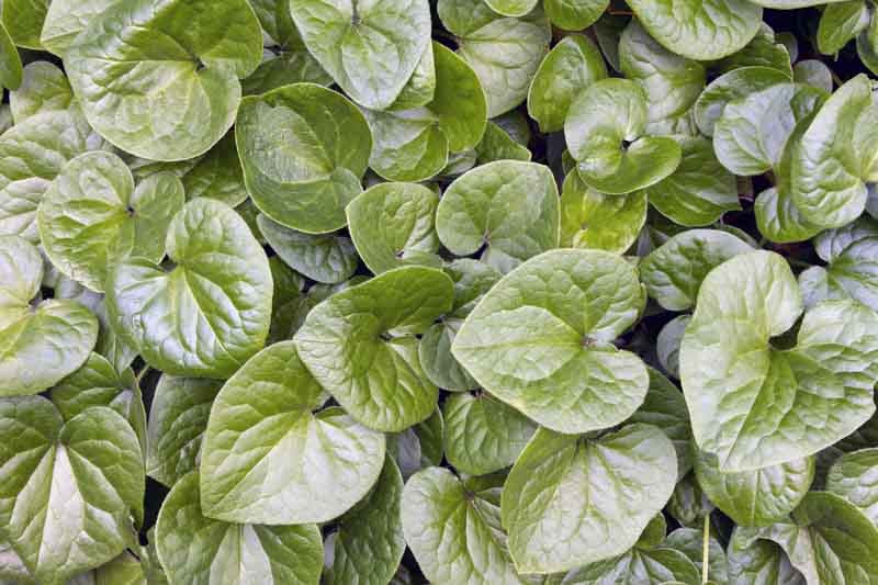 Wild Ginger (Asarum caudatum)