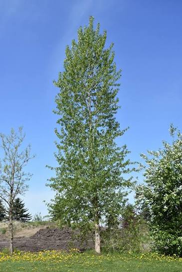 Balsam Poplar (Populus balsamifera)